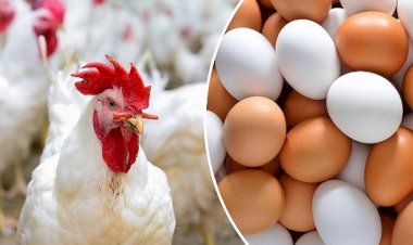 أسعار الدواجن في الأسواق اليوم الأربعاء