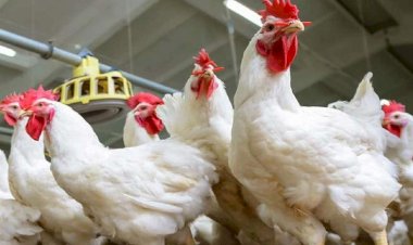 أسعار الدواجن في الأسواق اليوم الخميس