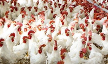 أسعار الدواجن في الأسواق اليوم الإثنين