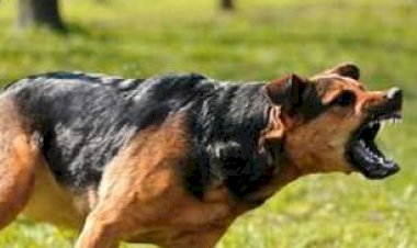 كلب ضال يعقر 6 أطفال أمام منازلهم بالمعنا فى قنا