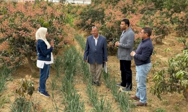 محافظ السويس يوجه بالإستعداد لتنظيم مهرجان المانجو ومتابعة محصول القمح