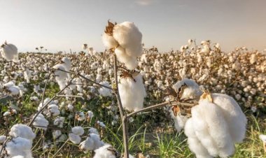 "الزراعة" تتابع التجهيز المبكر لتقاوي القطن للموسم الجديد