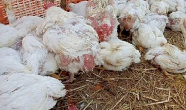 سعر الدواجن اليوم الثلاثاء في الأسواق