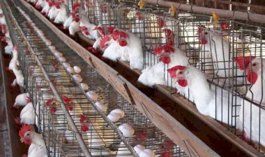 سعر الدواجن اليوم الأربعاء في الأسواق