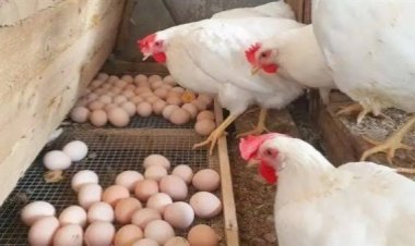 سعر الدواجن اليوم السبت في الأسواق