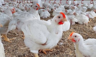 سعر الدواجن اليوم الإثنين في الأسواق