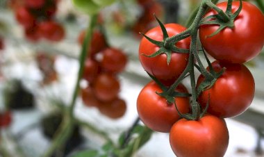 شعبة الخضروات: طرح كيلو الطماطم بـ  21.5 جنيه في المجمعات الاستهلاكية.. فيديو