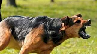 كلب ضال يعقر 6 أطفال أمام منازلهم بالمعنا فى قنا