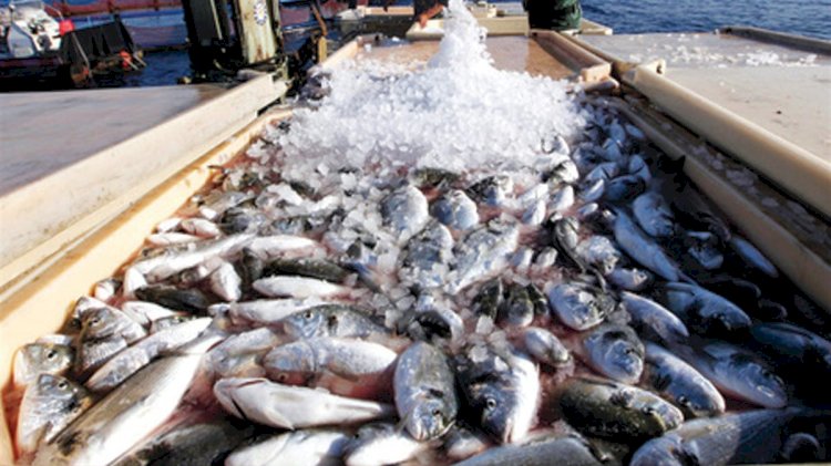 إنتاج ٧١ طنًا من الأسماك بمزرعتي المنزلة وبرسيق السمكية ضمن خطة الجهاز لتعزيز الإنتاج