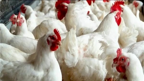 سعر الدواجن اليوم الجمعة في الأسواق