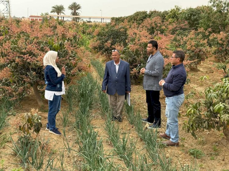محافظ السويس يوجه بالإستعداد لتنظيم مهرجان المانجو ومتابعة محصول القمح