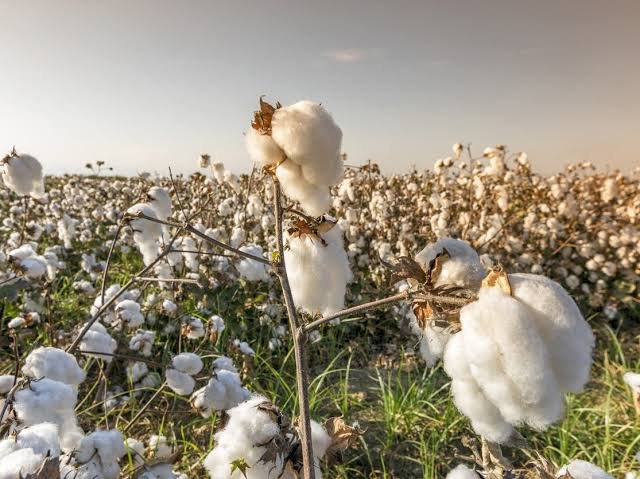 "الزراعة" تتابع التجهيز المبكر لتقاوي القطن للموسم الجديد