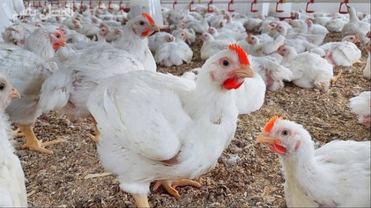 سعر الدواجن اليوم الجمعة في الأسواق