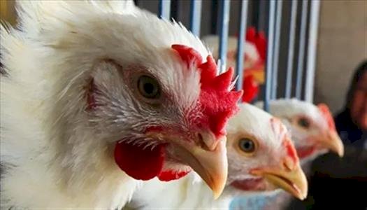 سعر الدواجن اليوم الأحد في الأسواق