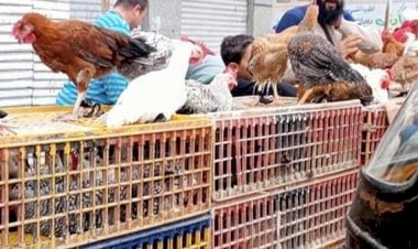 سعر الدواجن اليوم الأربعاء في الأسواق