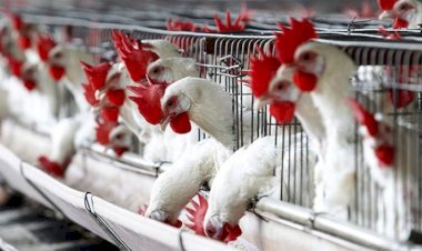 سعر الدواجن اليوم الجمعة في الأسواق