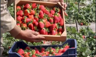 مجلس الوزراء يوضح حقيقة رفض شحنات فراولة مصدرة للخارج لاحتوائها على مواد مسرطنة