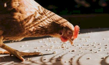 سعر الدواجن اليوم السبت في الأسواق