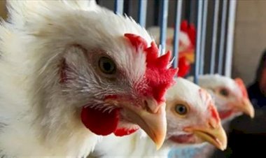 سعر الدواجن اليوم الاربعاء في الأسواق