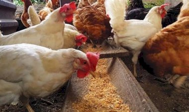 سعر الدواجن اليوم الجمعة في الأسواق