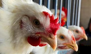 سعر الدواجن اليوم الإثنين في الأسواق