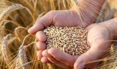 2500 جنيه للإردب ..الزراعة تعلن الاستعدادات النهائية لحصاد القمح