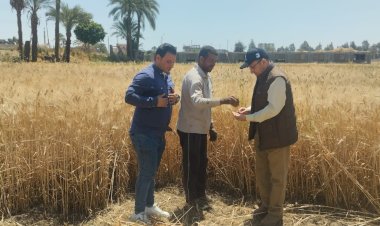 وكيل تعليم سوهاج يتابع استعدادات حصاد القمح بمزرعة الثانوية الزراعية