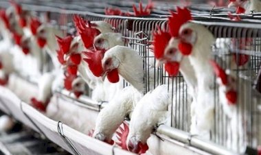 سعر الدواجن اليوم الخميس في الأسواق