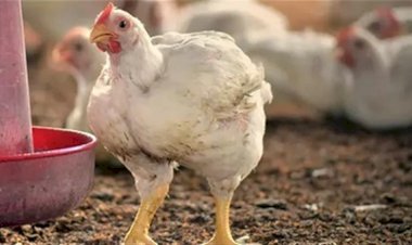 سعر الدواجن اليوم الجمعة في الأسواق