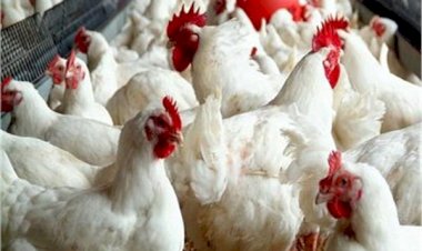 سعر الدواجن اليوم الخميس في الأسواق