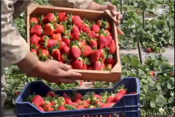 مجلس الوزراء يوضح حقيقة رفض شحنات فراولة مصدرة للخارج لاحتوائها على مواد مسرطنة