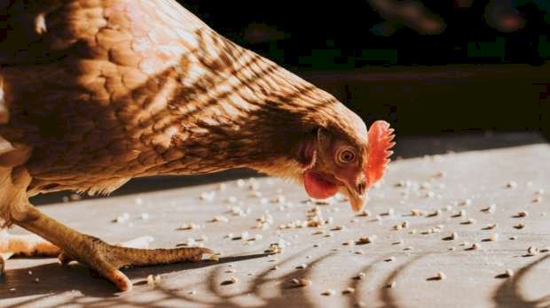 سعر الدواجن اليوم السبت في الأسواق