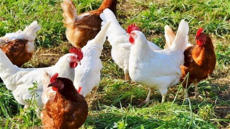 سعر الدواجن اليوم الأحد في الأسواق