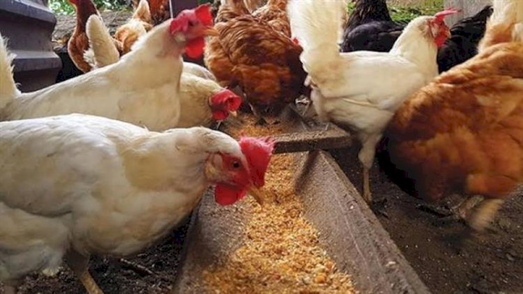 سعر الدواجن اليوم الجمعة في الأسواق