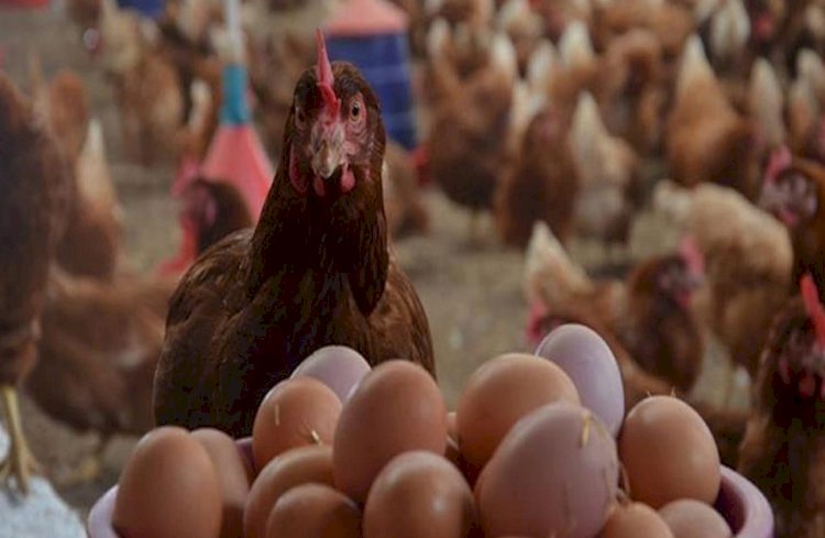 سعر الدواجن اليوم الأحد في الأسواق