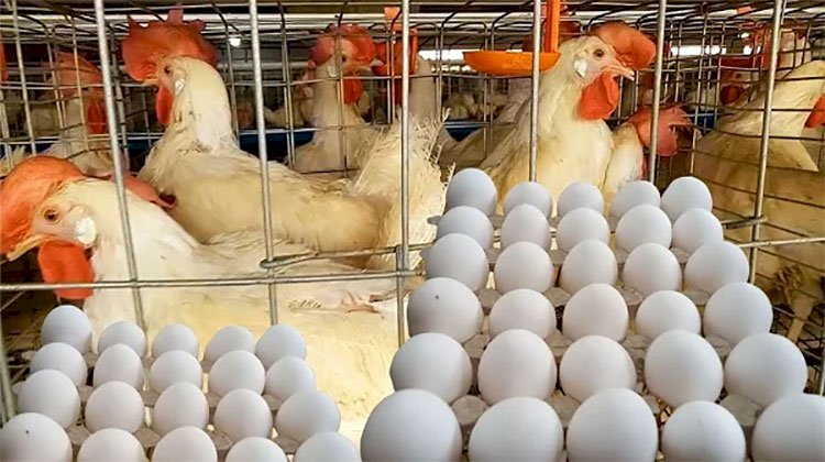 سعر الدواجن اليوم الأحد في الأسواق