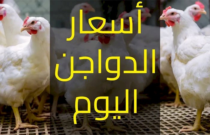 سعر الدواجن اليوم الإثنين في الأسواق