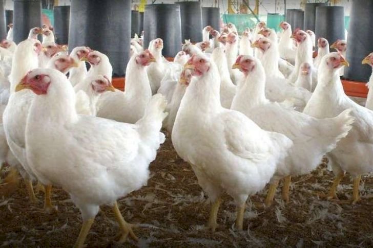 سعر الدواجن اليوم الثلاثاء في الأسواق