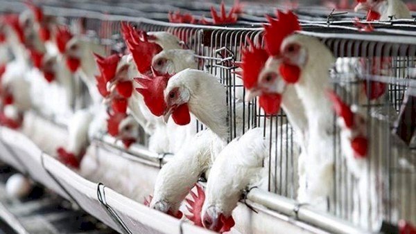 سعر الدواجن اليوم الخميس في الأسواق