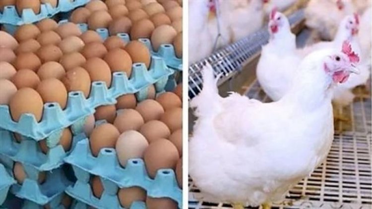 سعر الدواجن اليوم الأحد في الأسواق