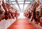 التموين: طرح اللحوم الطازجة والمجمدة والدواجن بأسعار تنافسية وتجهيز 20 شادراً لبيع الخراف الحية