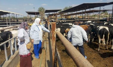 "الزراعة": تحصين أكثر من 2.4 مليون رأس ماشية ضمن الحملة القومية ضد الحمى القلاعية وحمى الوادي المتصدع