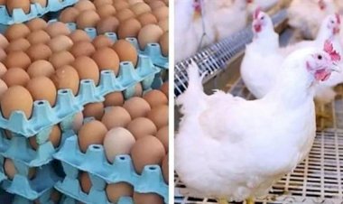 سعر الدواجن اليوم الثلاثاء في الأسواق