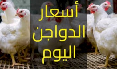 سعر الدواجن اليوم الاربعاء في الأسواق