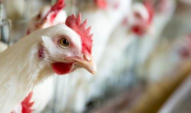 سعر الدواجن اليوم الأحد في الأسواق