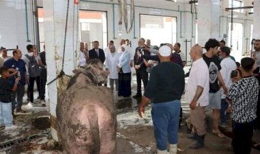 الزراعة تواصل الطوارئ في أول أيام العيد: الإشراف على ذبح الأضاحي مجاناً بالمجازر