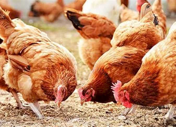 سعر الدواجن اليوم الخميس في الأسواق