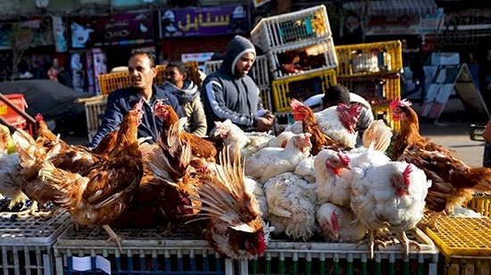 سعر الدواجن اليوم الأحد في الأسواق