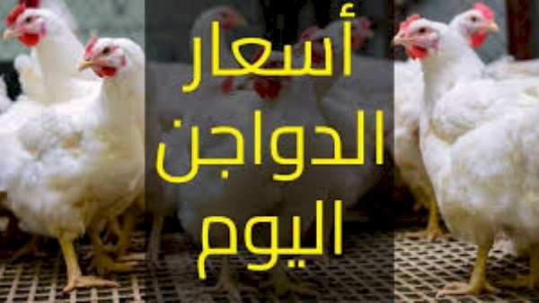 سعر الدواجن اليوم الاربعاء في الأسواق