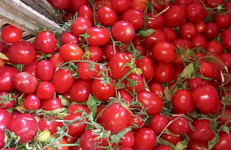 «الزراعة» تكشف أسباب الارتفاع المؤقت لأسعار الطماطم.. وتزف بشرى بانخفاض قريب بالأسواق